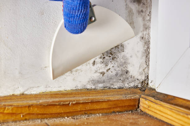 Best Asbestos and Lead Testing During Mold Inspection  in Pembroke Park, FL